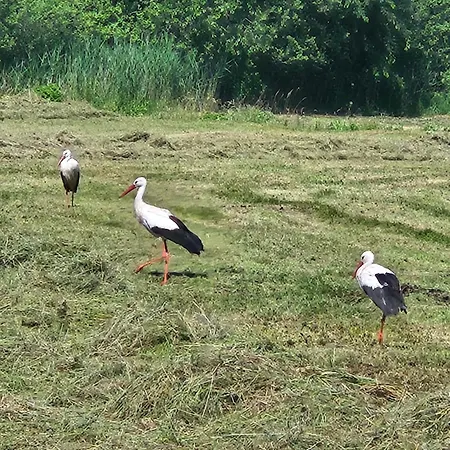 Piotrogrod Kaszuby Lipnica (Bytow)