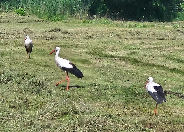 Piotrogrod Kaszuby Lipnica (Bytow)